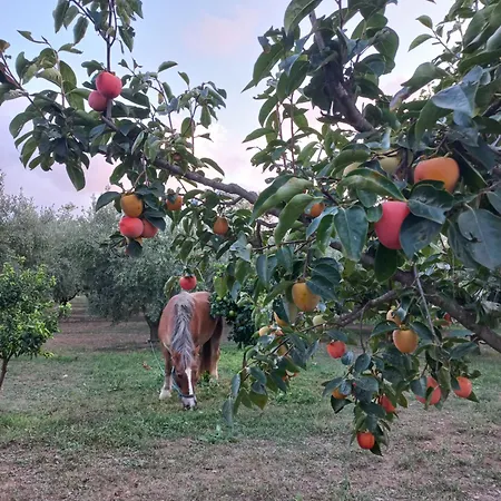 Ecològic Vinyols Camp 2*