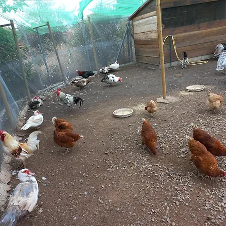 Ecologic Vinyols Camp Kamp alanı 2*